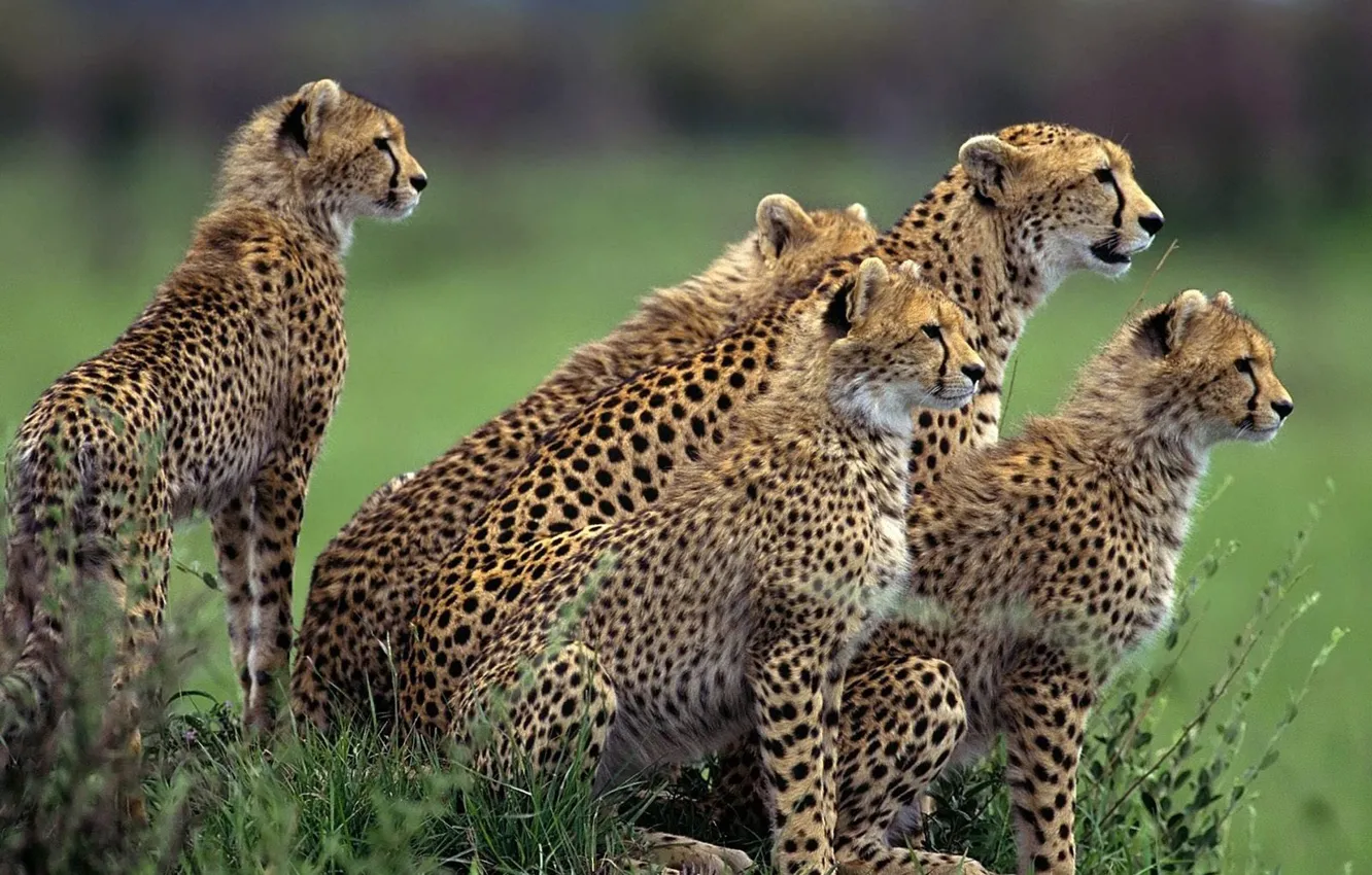Фото обои animals, speed, africa, wildlife, cheetah, cubs, large cat