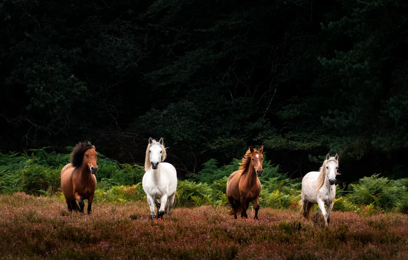 Фото обои лес, кони, лошади, бег, скакуны