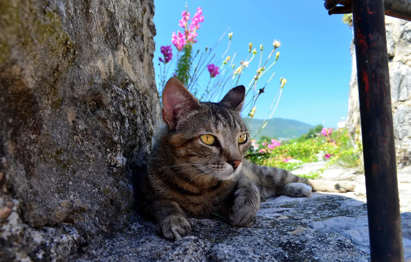 Фото обои кошка, кот, цветы, природа, камни, серый, полосатый