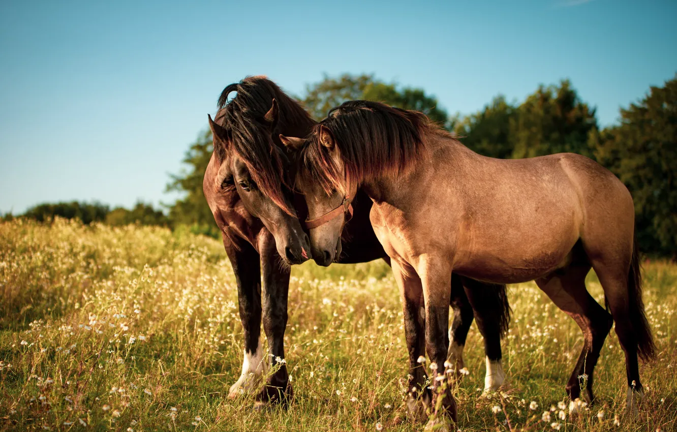 Фото обои поле, взгляд, любовь, природа, кони, лошади, пара, два