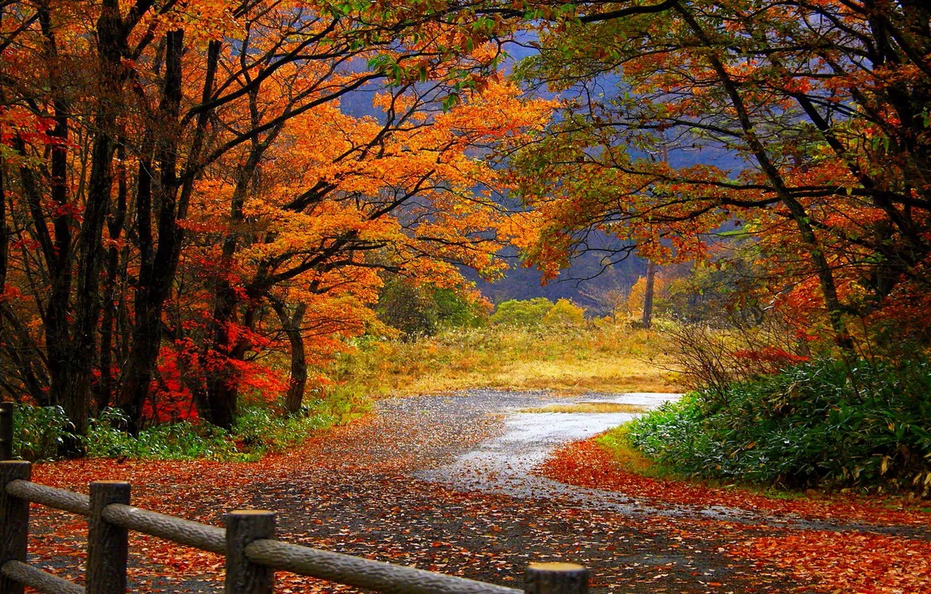 Фото обои дорога, лес, листья, деревья, забор, Осень, ограда