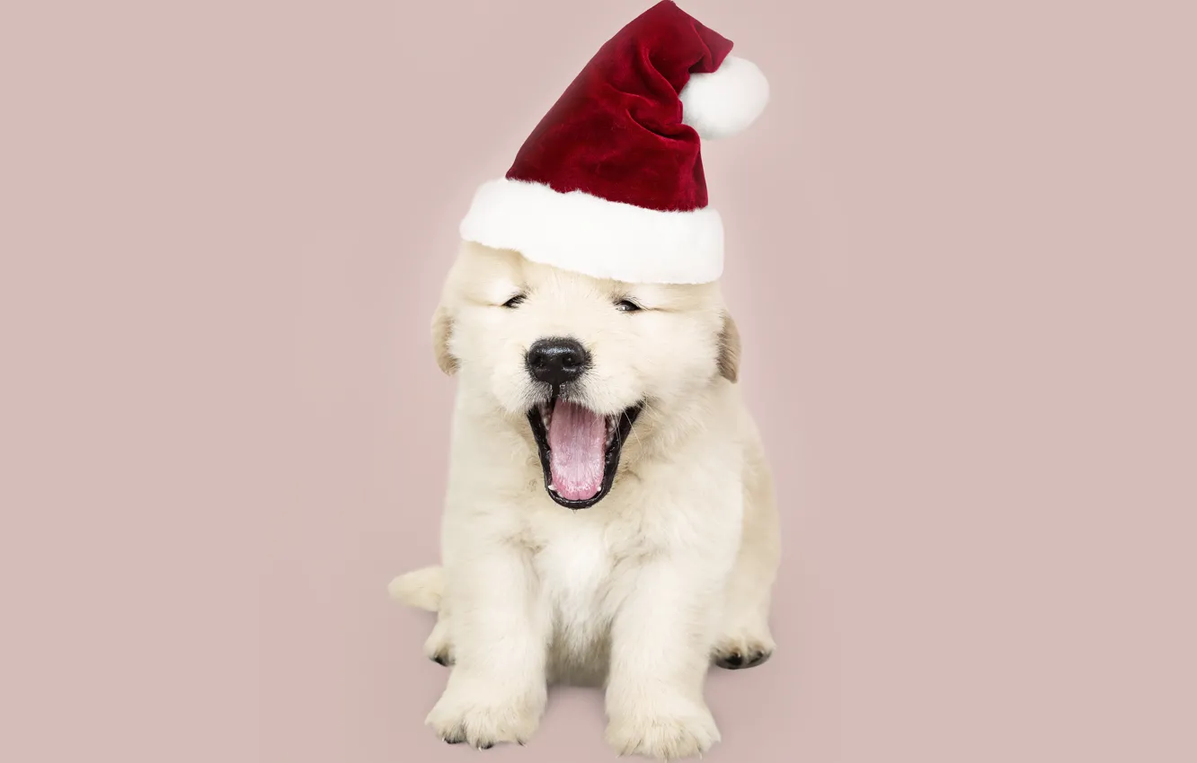 Фото обои собака, Новый Год, Рождество, щенок, санта, лабрадор, Christmas, puppy