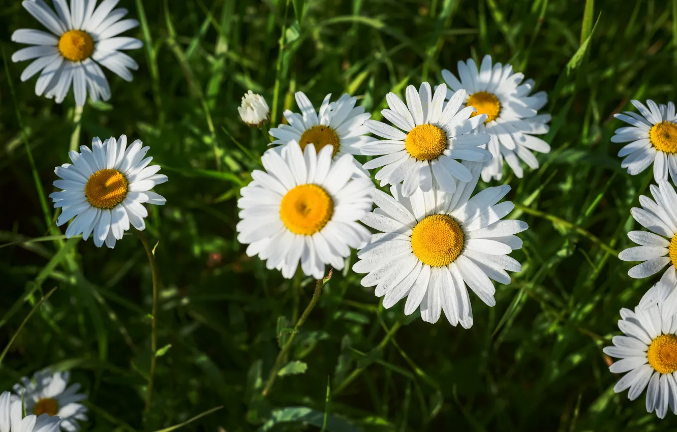 Ромашка белый цвет песня. Стих про ромашку. Белые ромашки. Стих про ромашку короткий. Ромашка белая лепесточки.