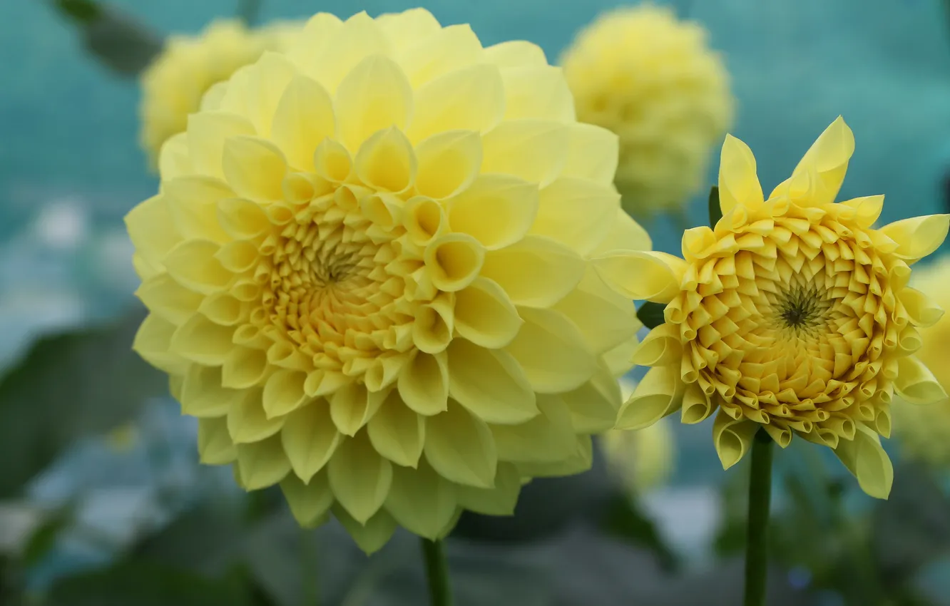 Фото обои цветок, желтый, лепестки, цветение, георгин