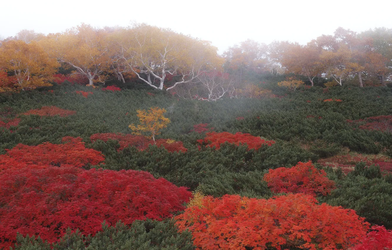 Фото обои осень, лес, листья, деревья, туман, крона