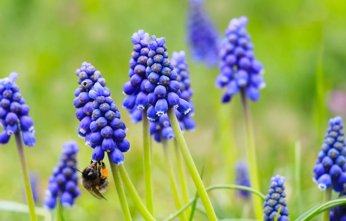 Фото обои flower, spring, grape hyacinths