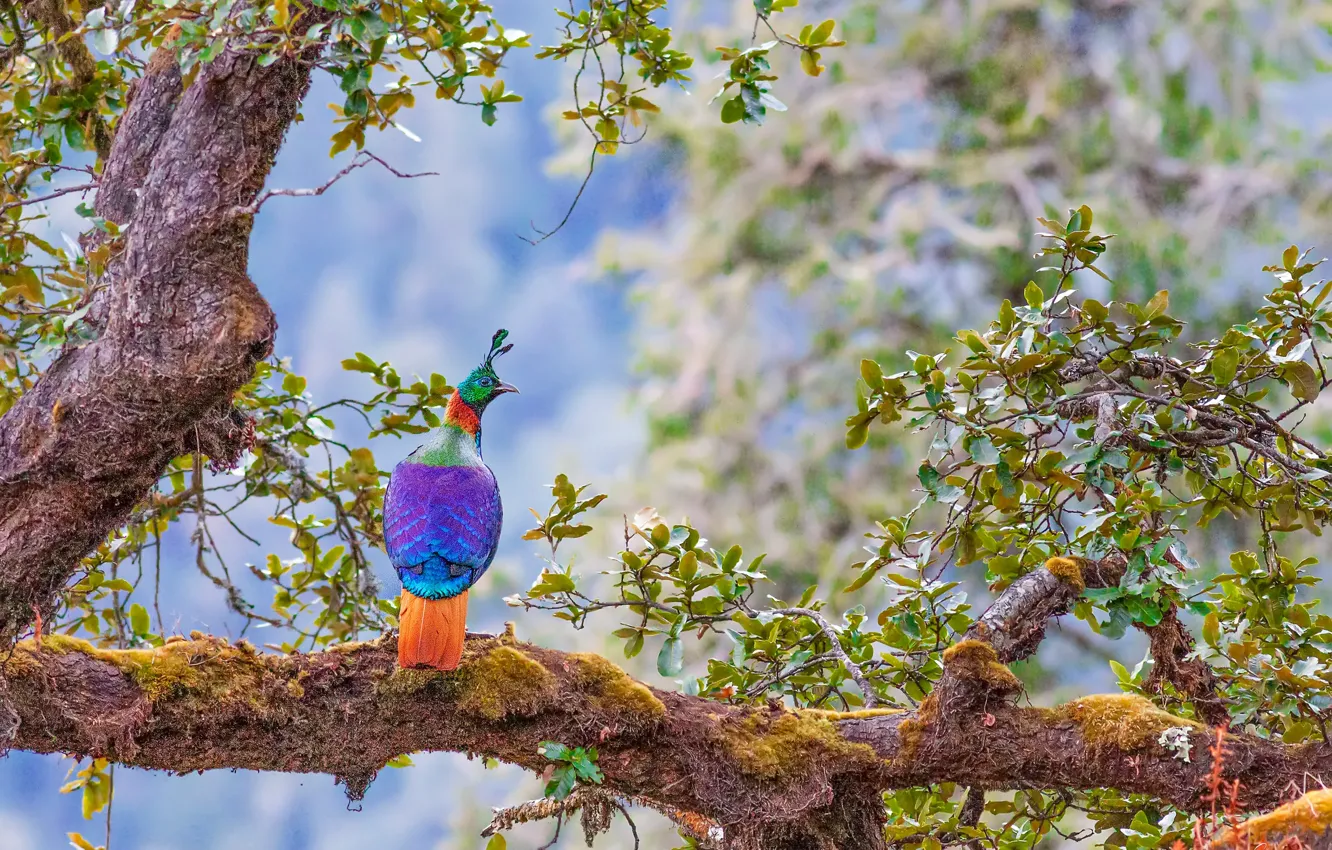 Фото обои дерево, птица, Гималайский монал