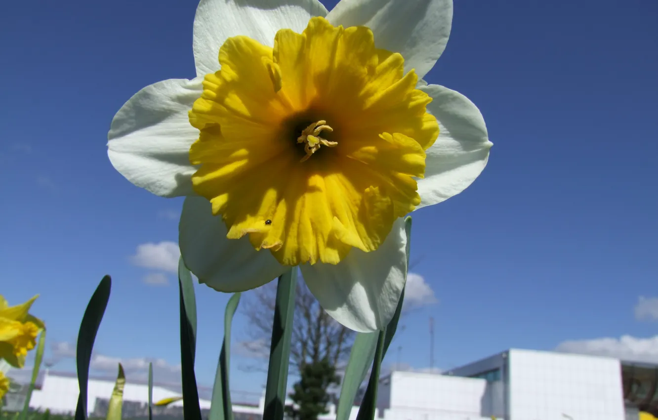 Фото обои Blüte, Narzisse, Trompetennarzisse