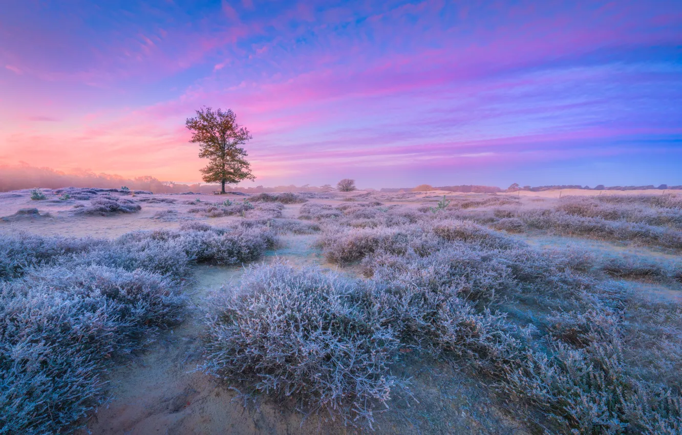 Фото обои дерево, рассвет, утро, Нидерланды, изморозь, вереск