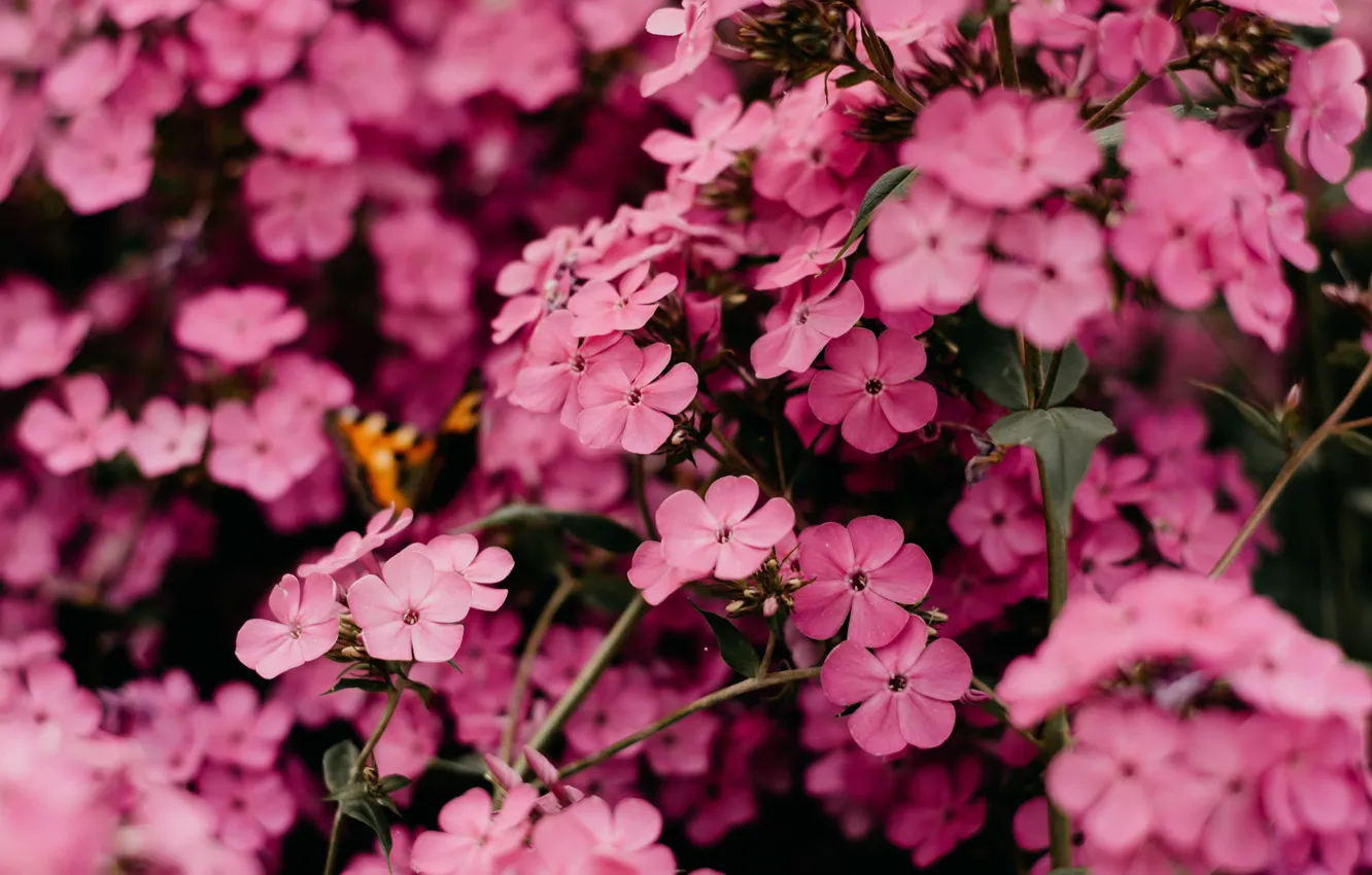 Фото обои Цветы, Природа, Растение, Растения, Nature, Beautiful, Flower, Flowers