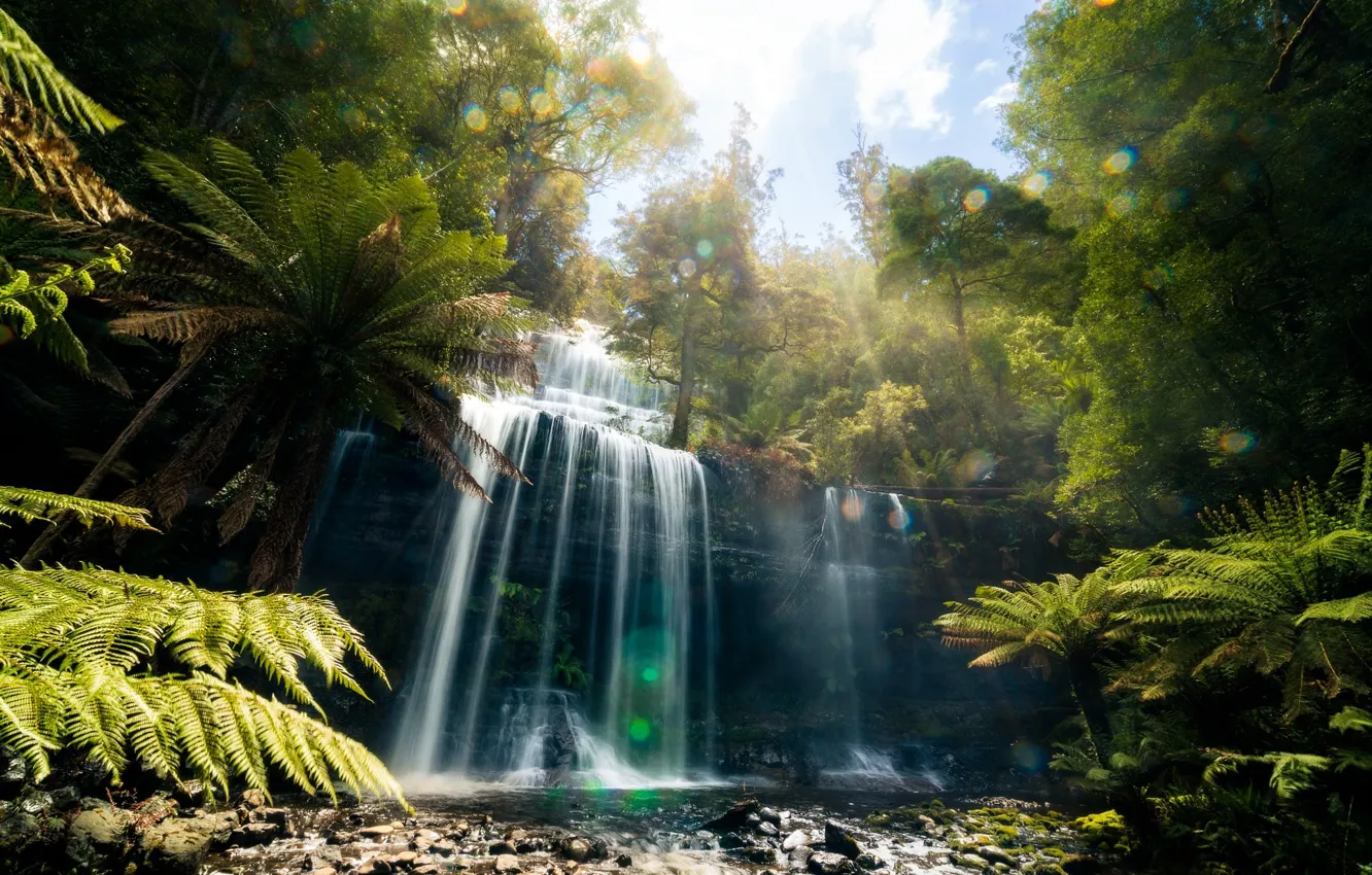 Фото обои лес, природа, блики, водопад, джунгли, Тасмания