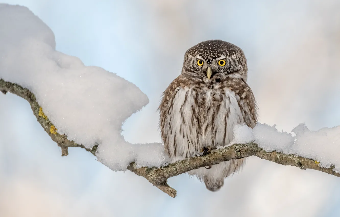 Мохноногий сыч зимой. Воробьиный сыч. Воробьиный сыч. Сыч зимой. Сыч зимой.