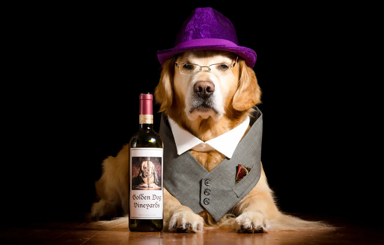 Фото обои бутылка, собака, шляпа