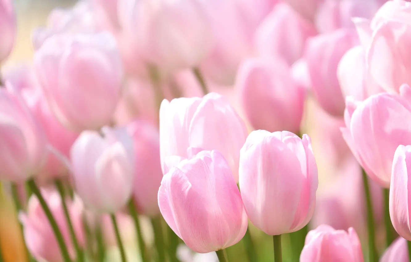 Фото обои розовый, нежность, тюльпаны, бутоны