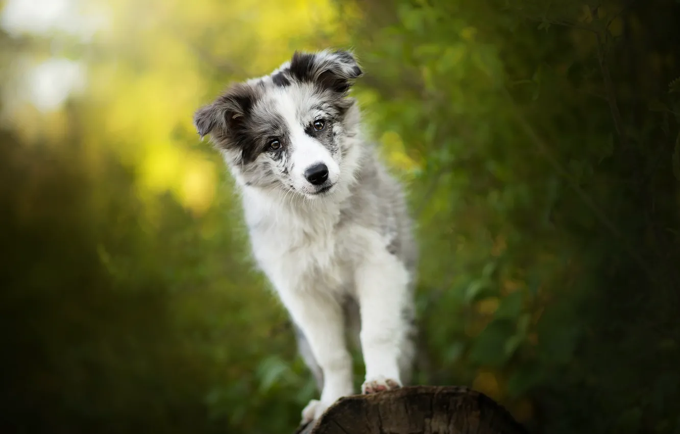 Фото обои зелень, щенок, собачка, Alice, боке, Австралийская овчарка, Аусси