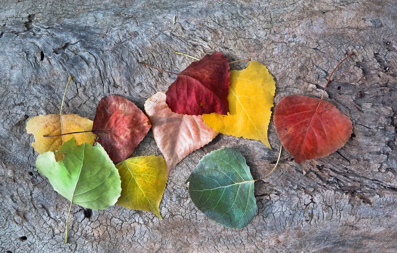 Фото обои autumn, leaves, fall, autumnal colors
