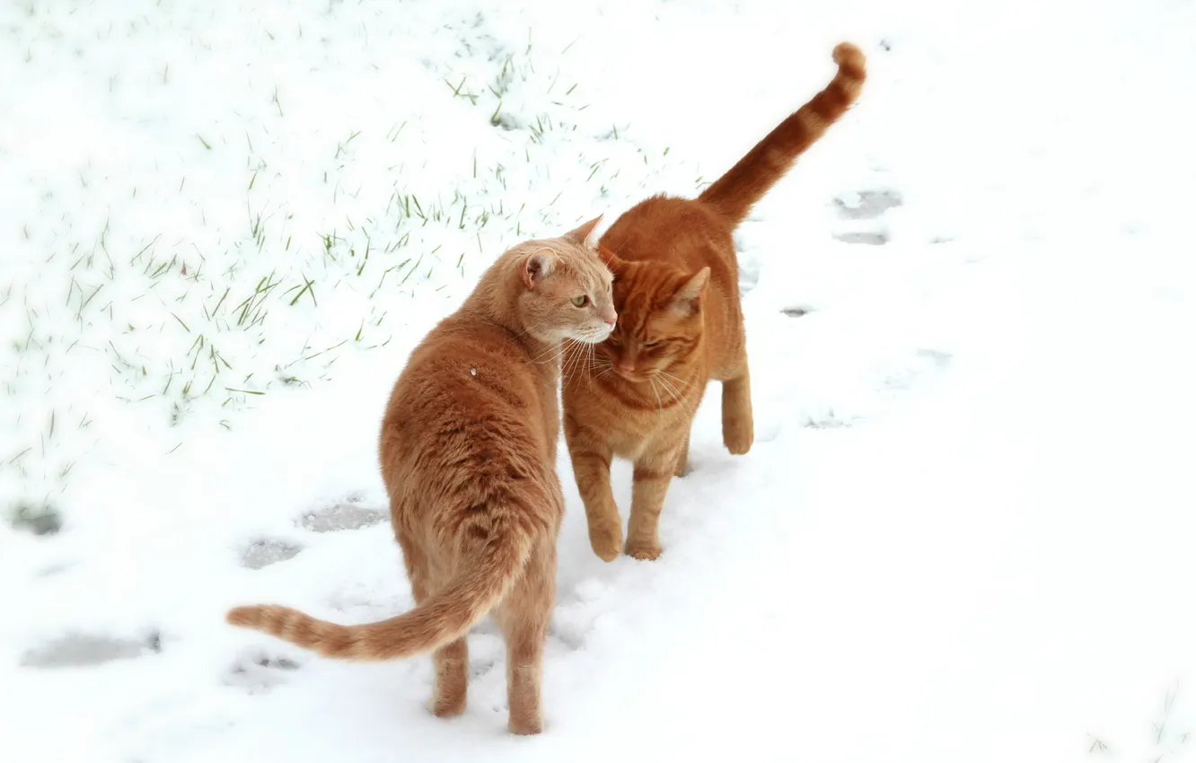 Фото обои поле, снег, кошки
