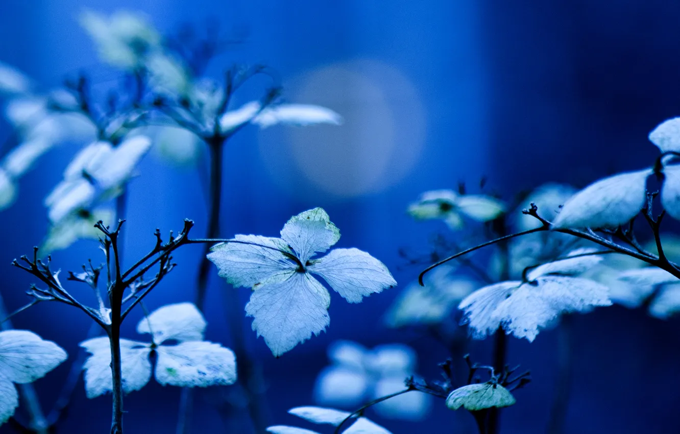 Фото обои листья, ветки, синий, фон, растение, освещение
