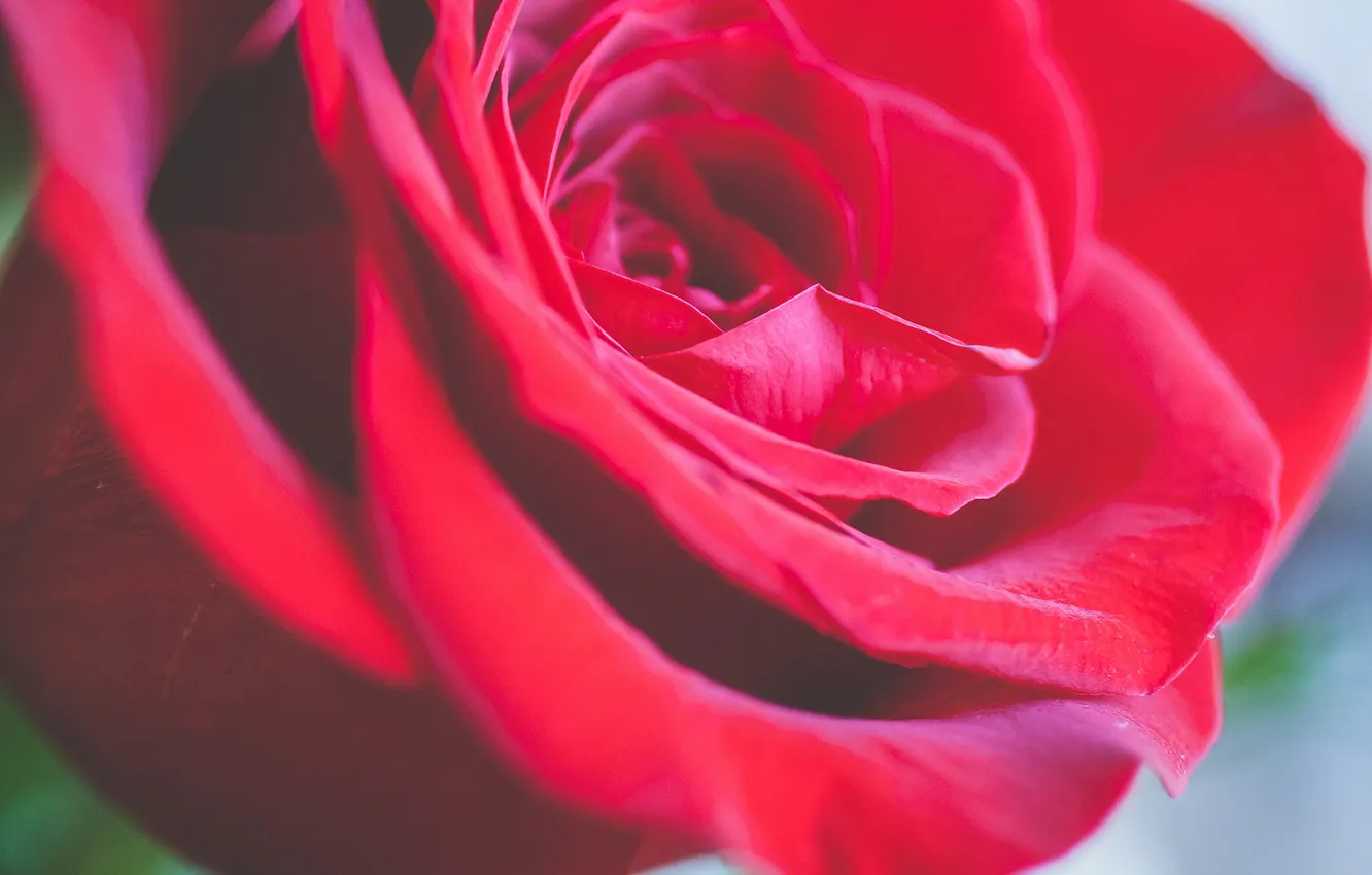 Фото обои цветок, роза, лепестки, красная, алая