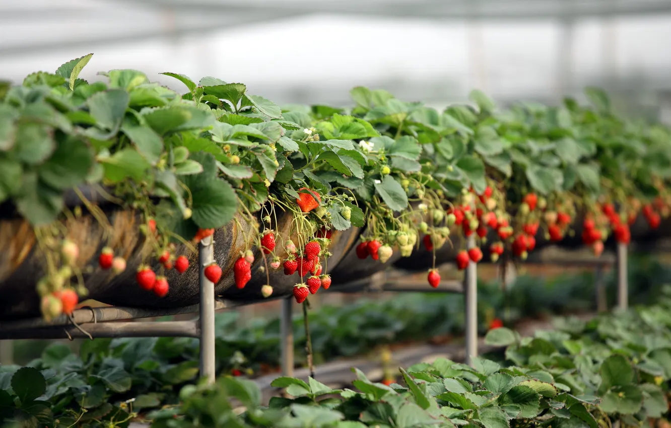 Фото обои ягоды, фон, клубника