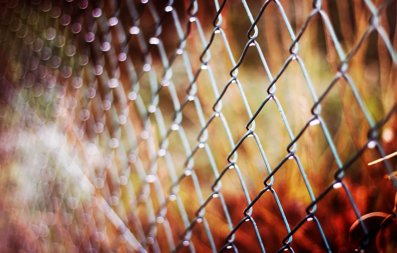 Фото обои осень, макро, сетка, забор, ограда, размытость, металлическая, боке