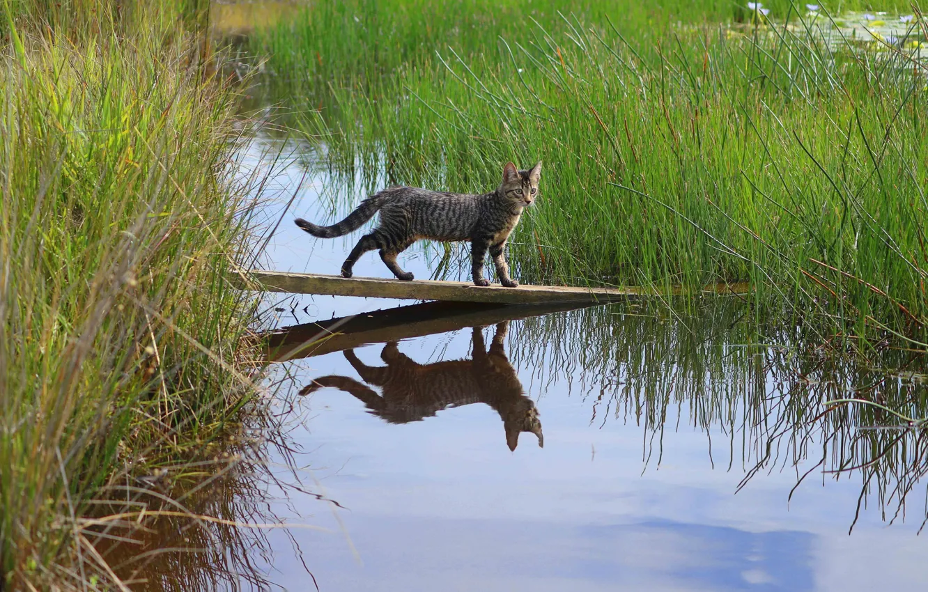 Фото обои кошка, трава, вода, отражение, доска