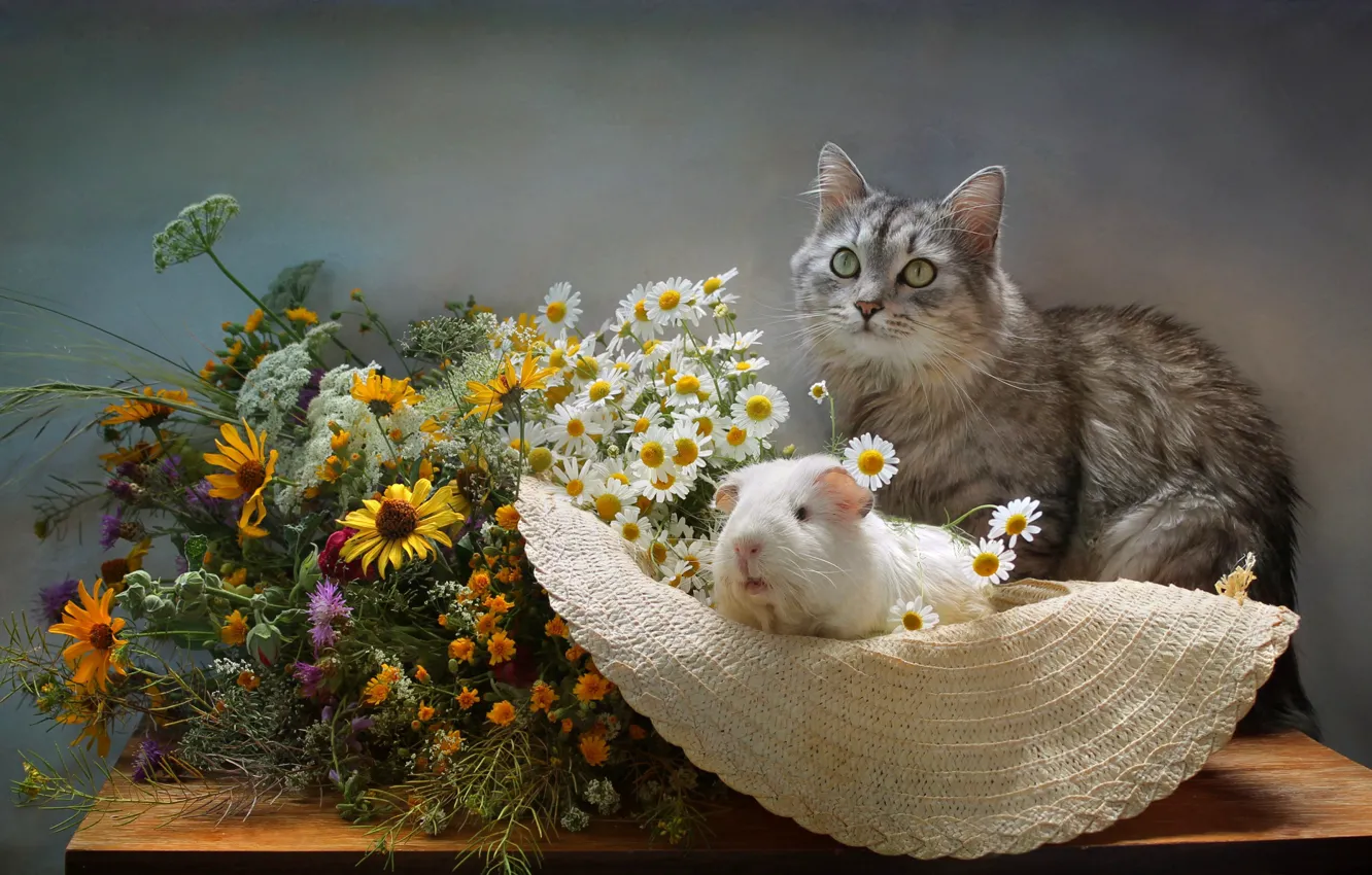 Фото обои кот, цветы, ромашки, букет, шляпа, морская свинка