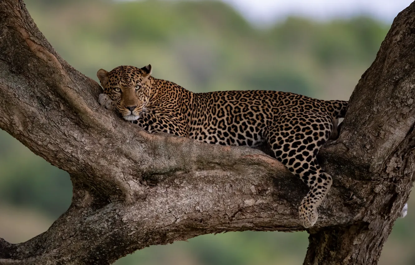 Фото обои отдых, леопард, дикая кошка, на дереве