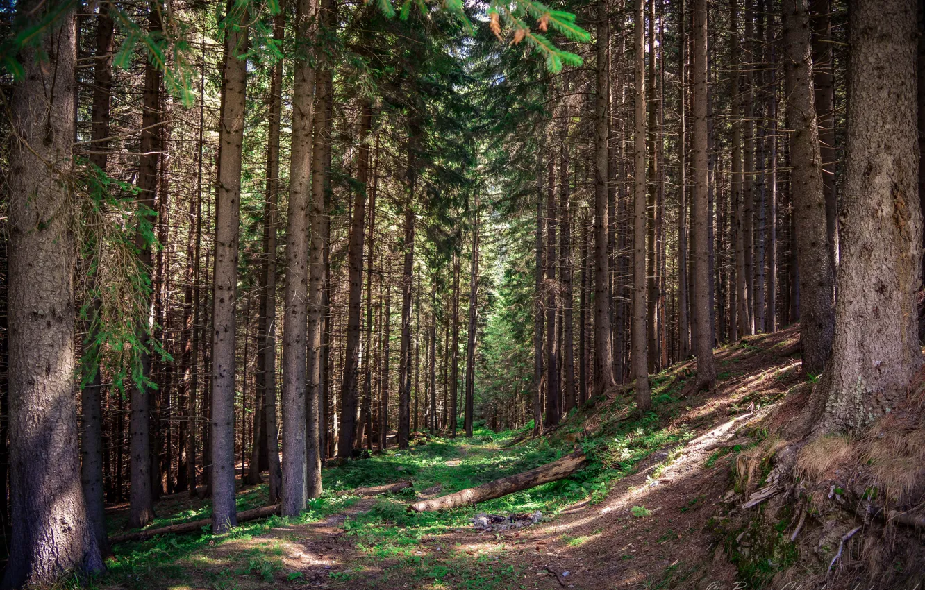 Фото обои Деревья, Лес, Тропа, Forest, Trees, Path