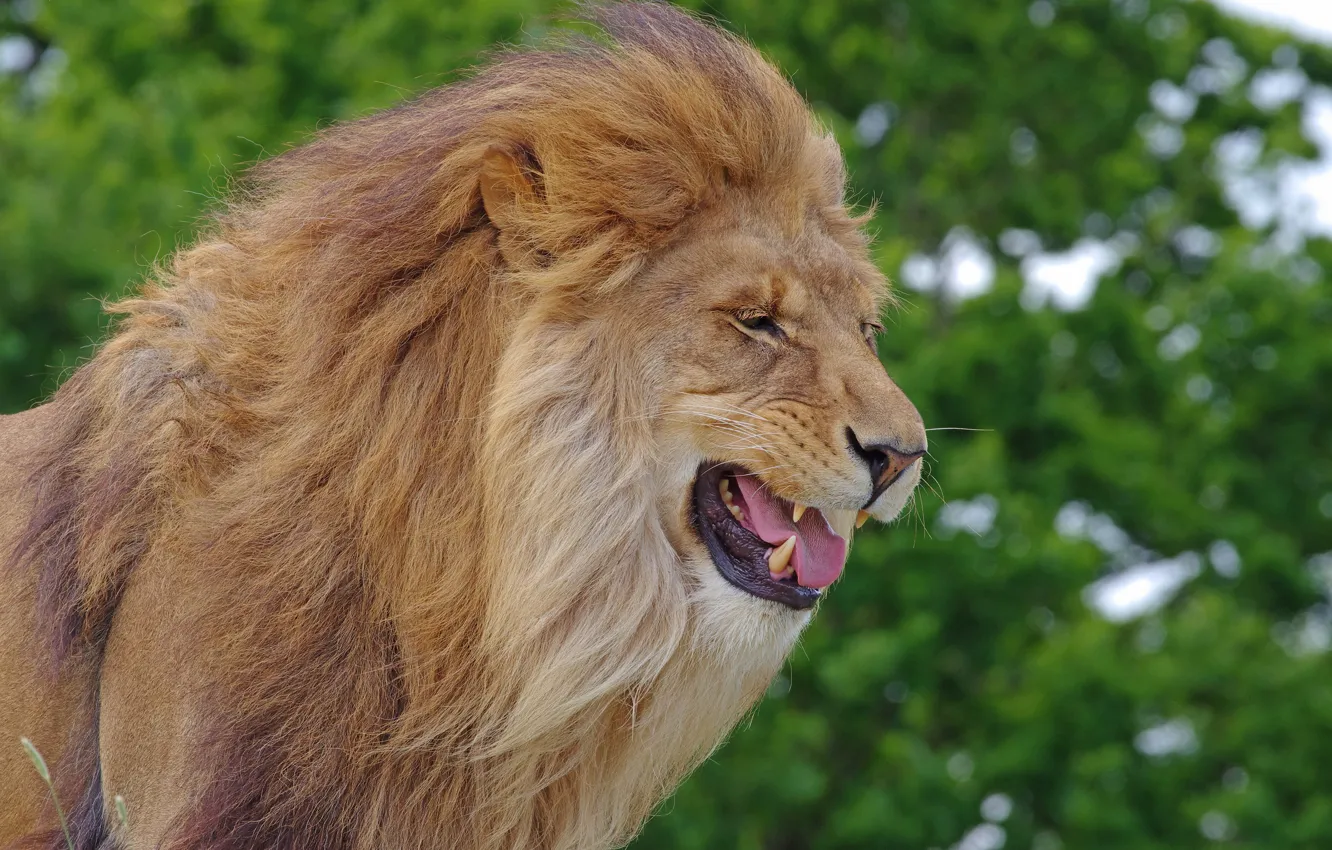 Фото обои морда, портрет, лев, пасть
