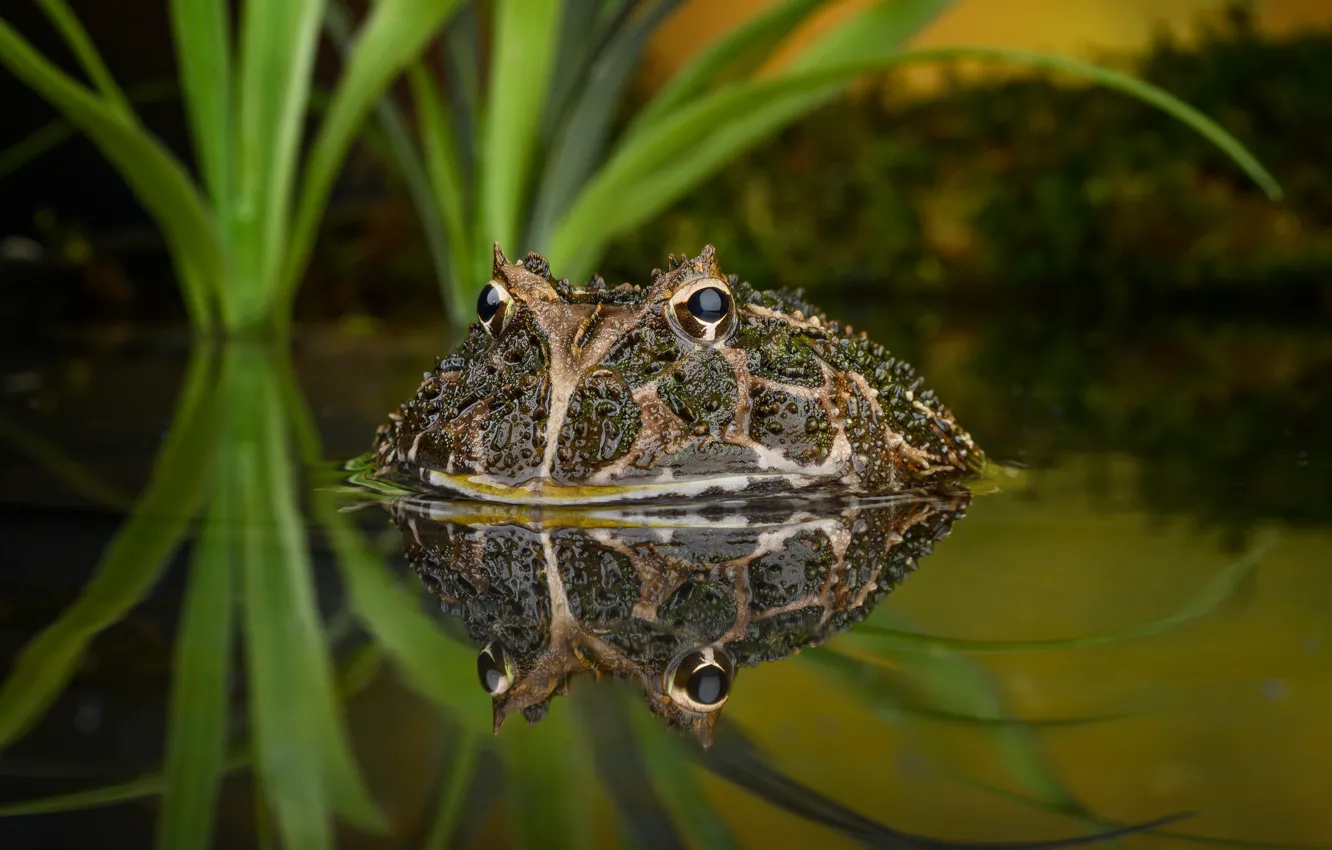 Фото обои глаза, вода, отражение, лягушка