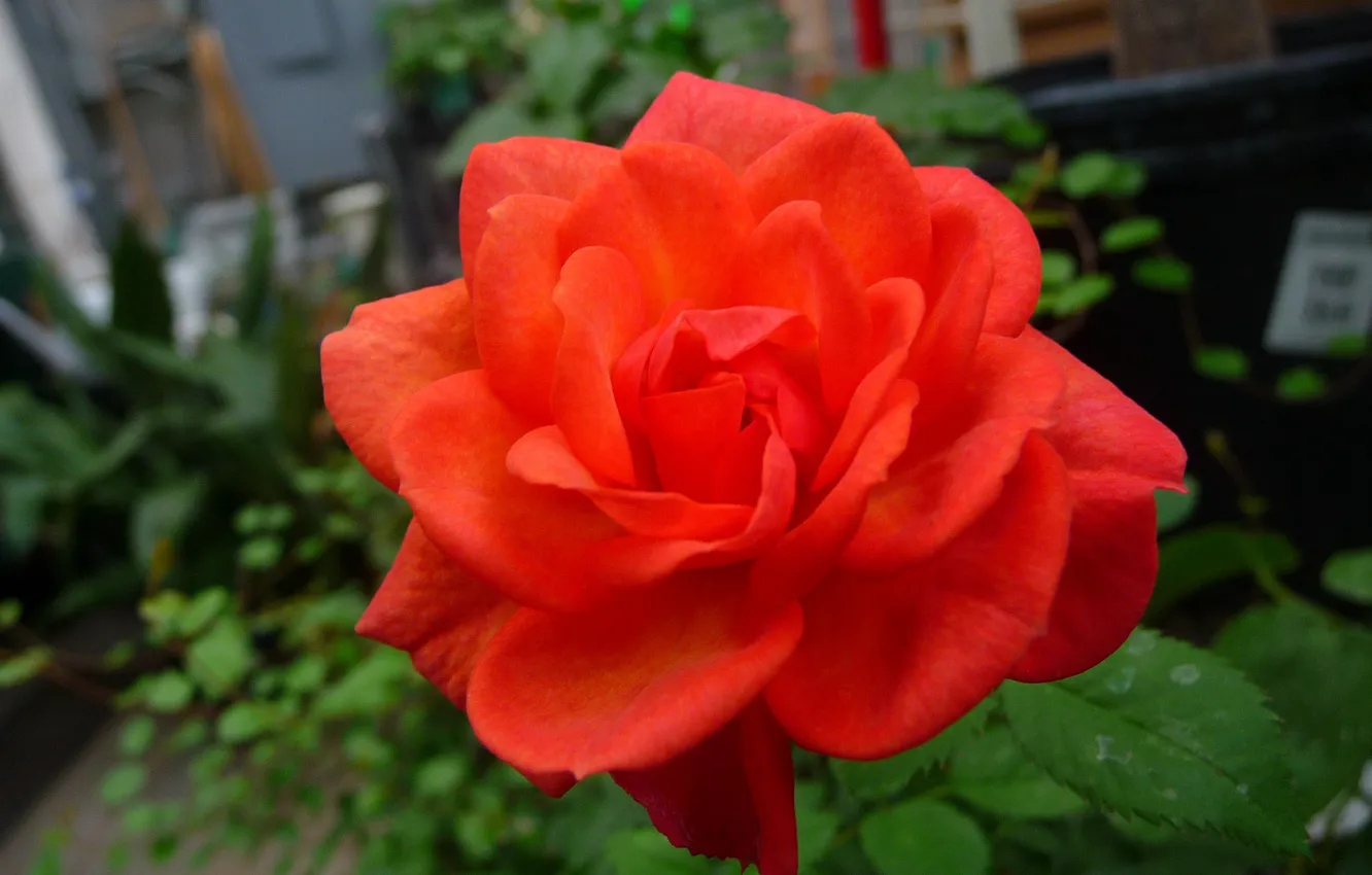 Фото обои Боке, Bokeh, Orange rose, Оранжевая роза