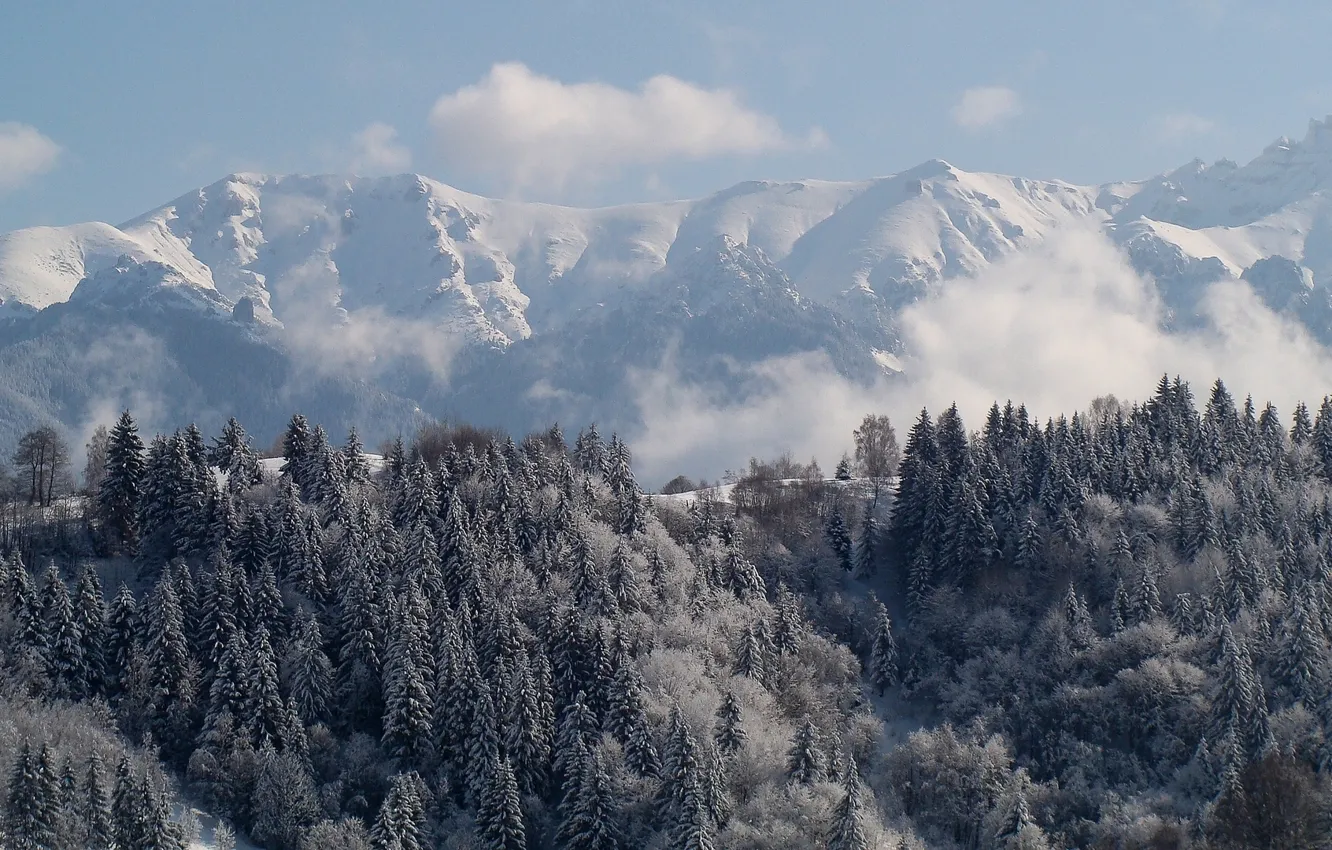 Фото обои зима, лес, горы, ели, Карпаты, Румыния, Трансильвания