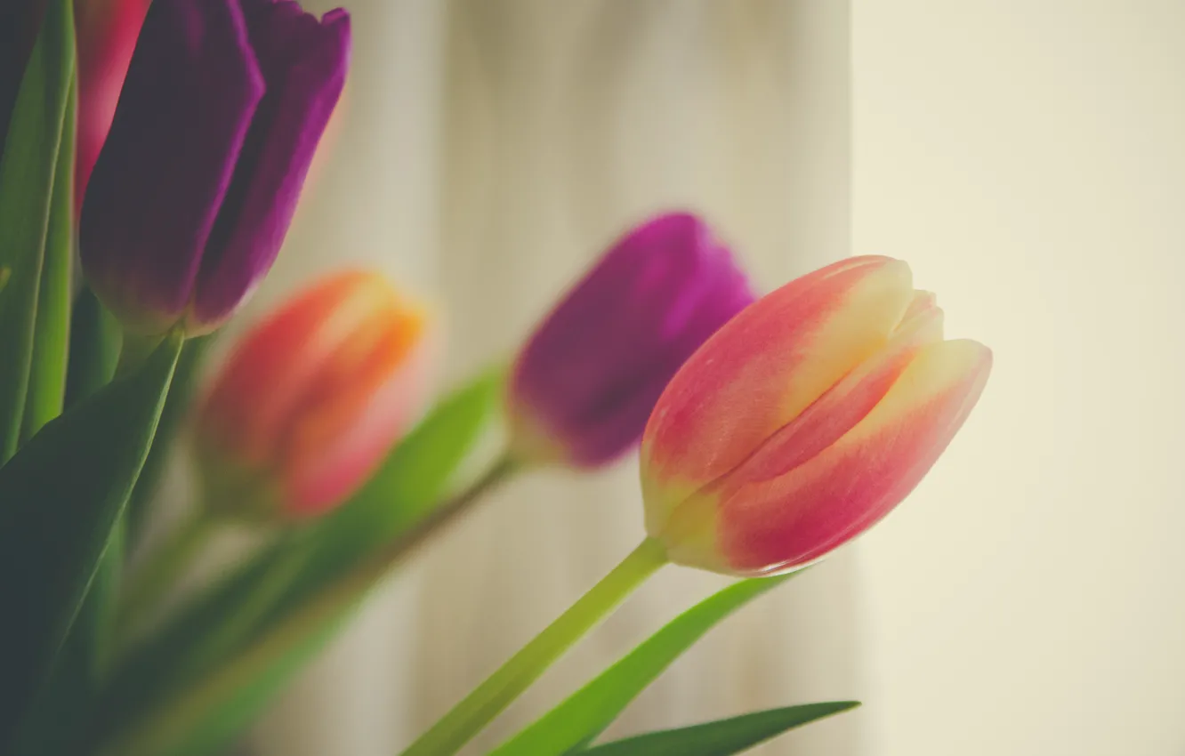 Фото обои цветы, фон, букет, весна, тюльпаны