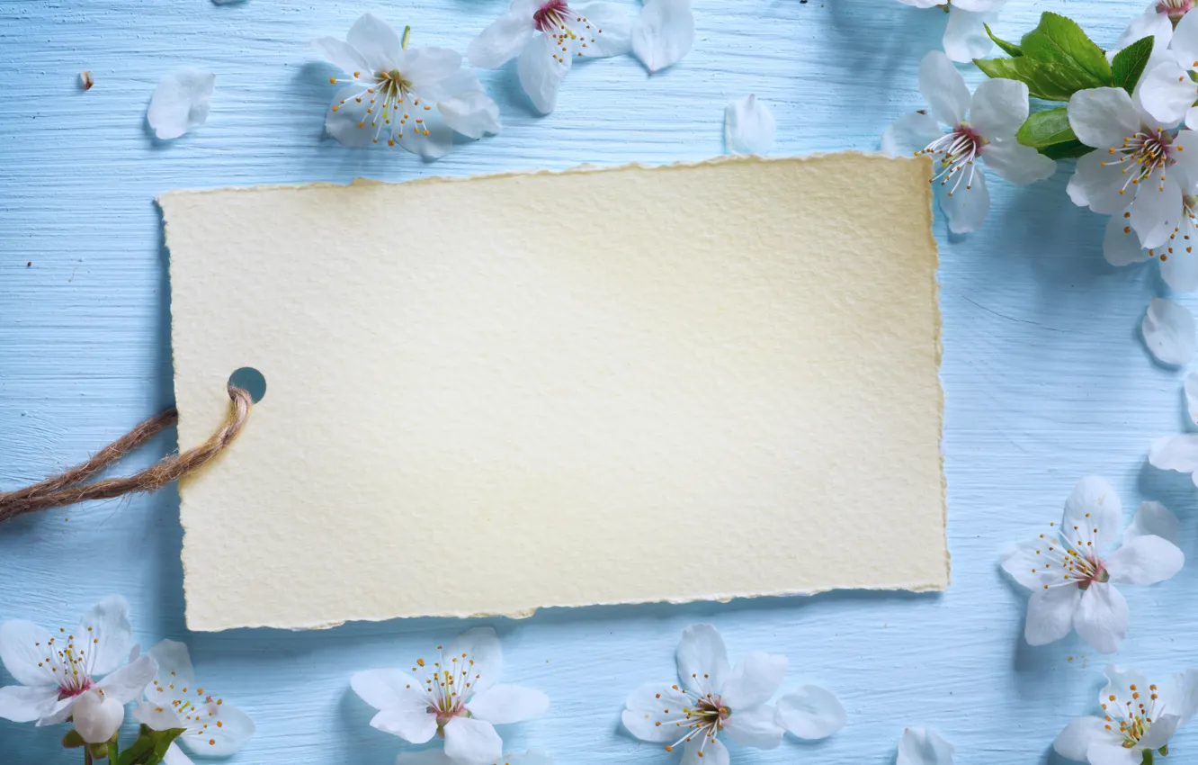 Фото обои цветы, весна, яблоня, wood, blue, blossom, flowers, spring