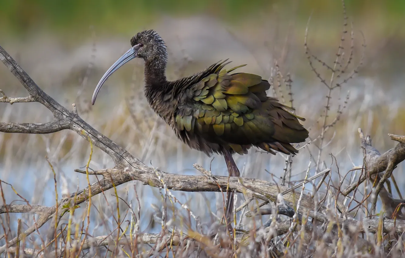 Фото обои природа, птица, White-Faced Ibis