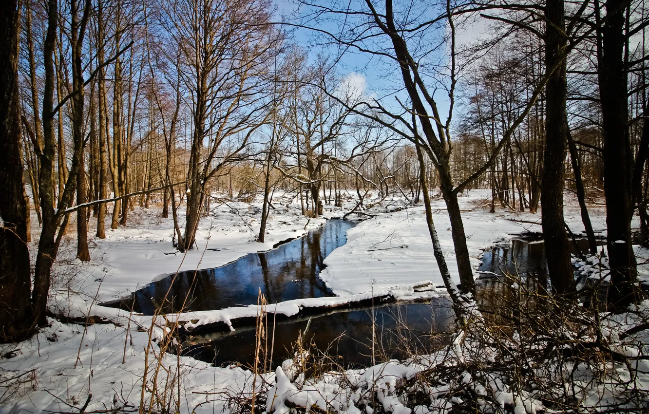 Фото обои forest, river, winter, belarus