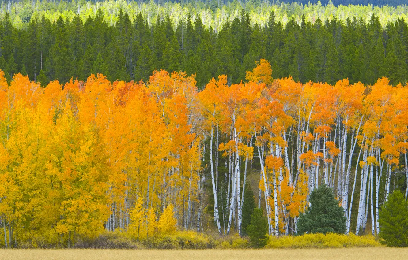 Фото обои осень, лес, листья, деревья, США, осина, Аспен