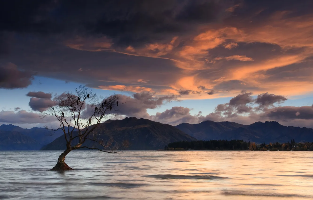 Фото обои New Zealand, Lake Wanaka, Birds on a Tree