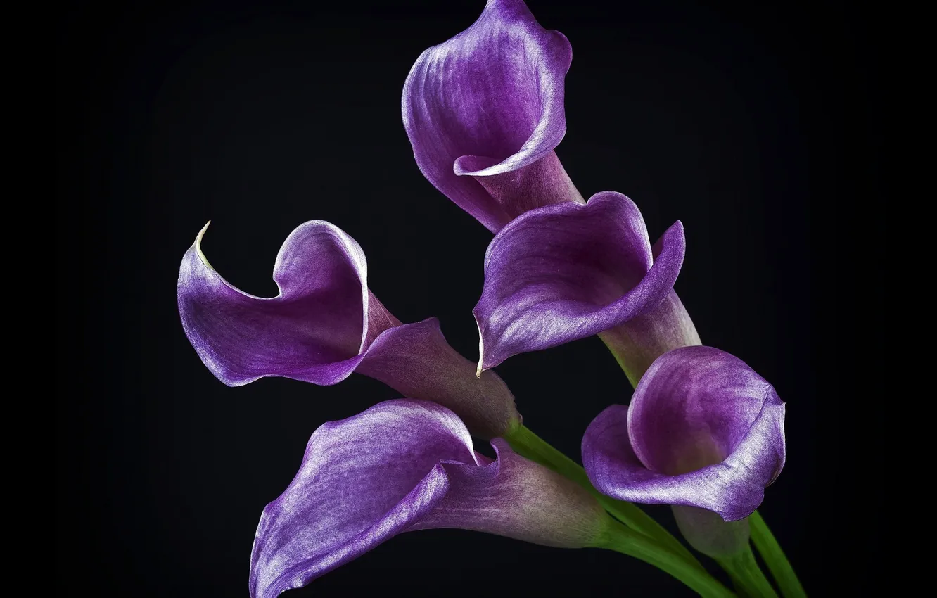 Фото обои цветы, фиолетовые, черный фон, блестящие, каллы