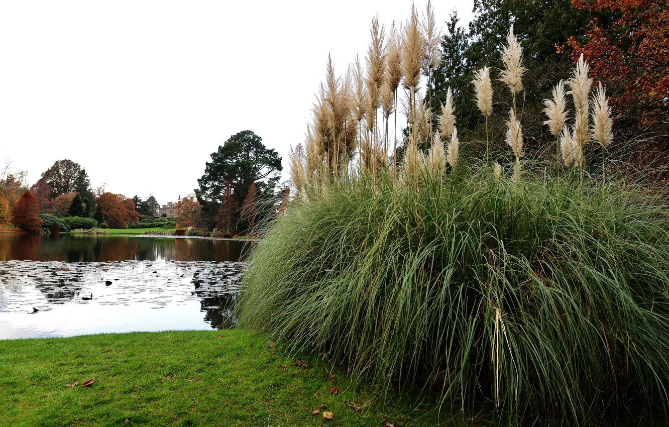 Фото обои трава, деревья, пруд, парк, камыши, замок, берег, Великобритания