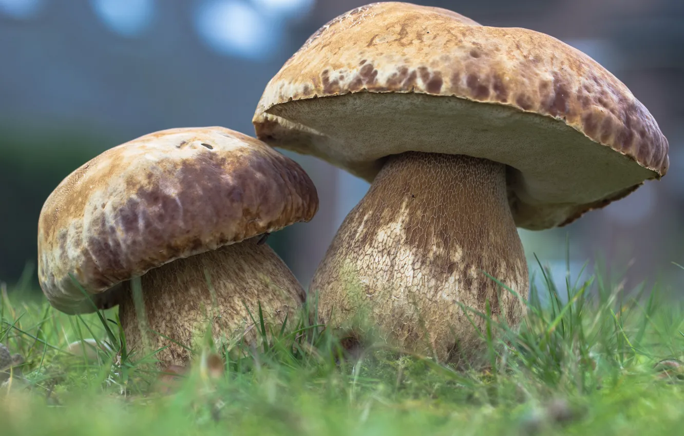 Фото обои осень, лес, трава, природа, грибы, Белый гриб