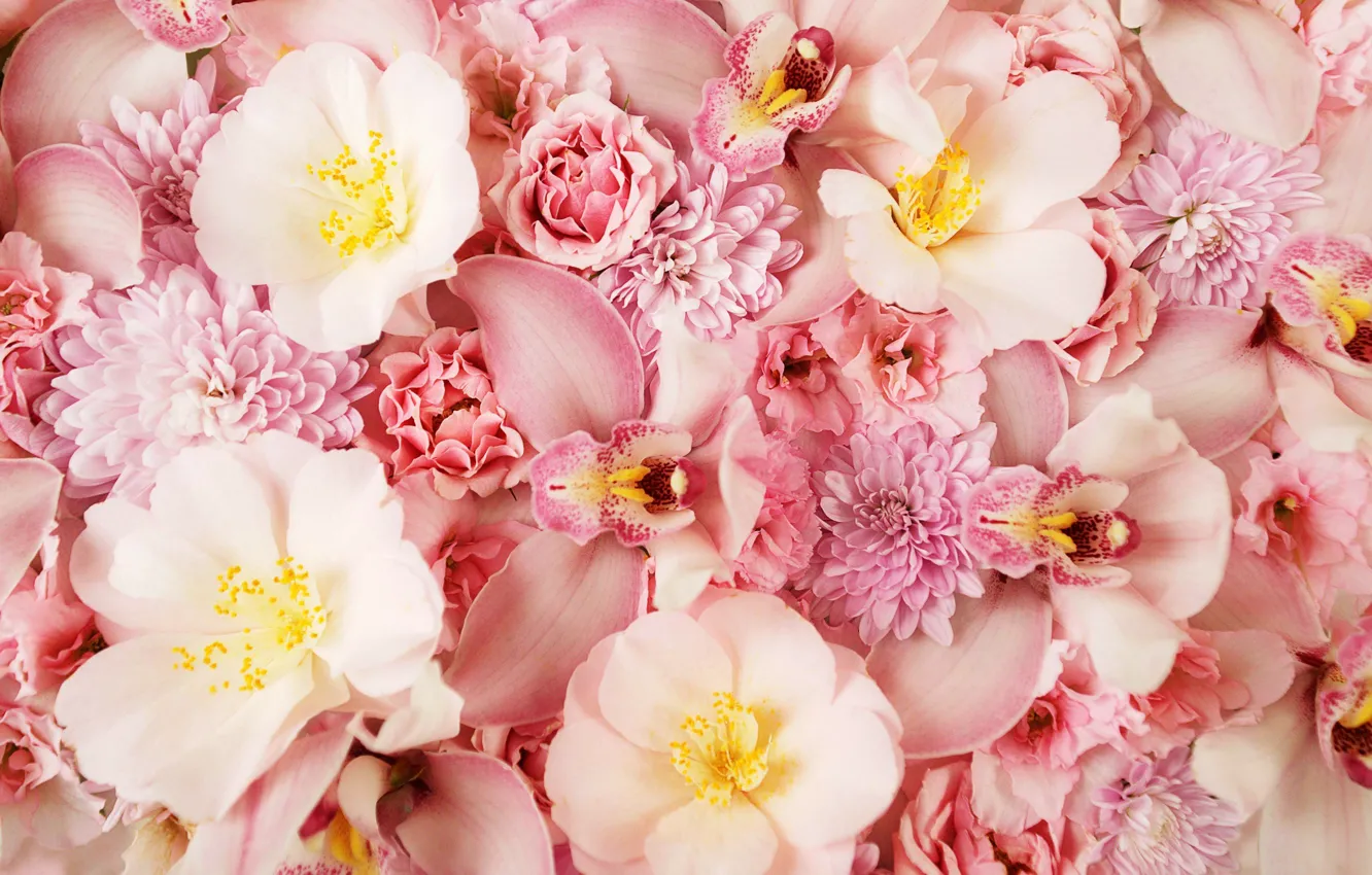 Фото обои цветы, розовый фон, орхидея