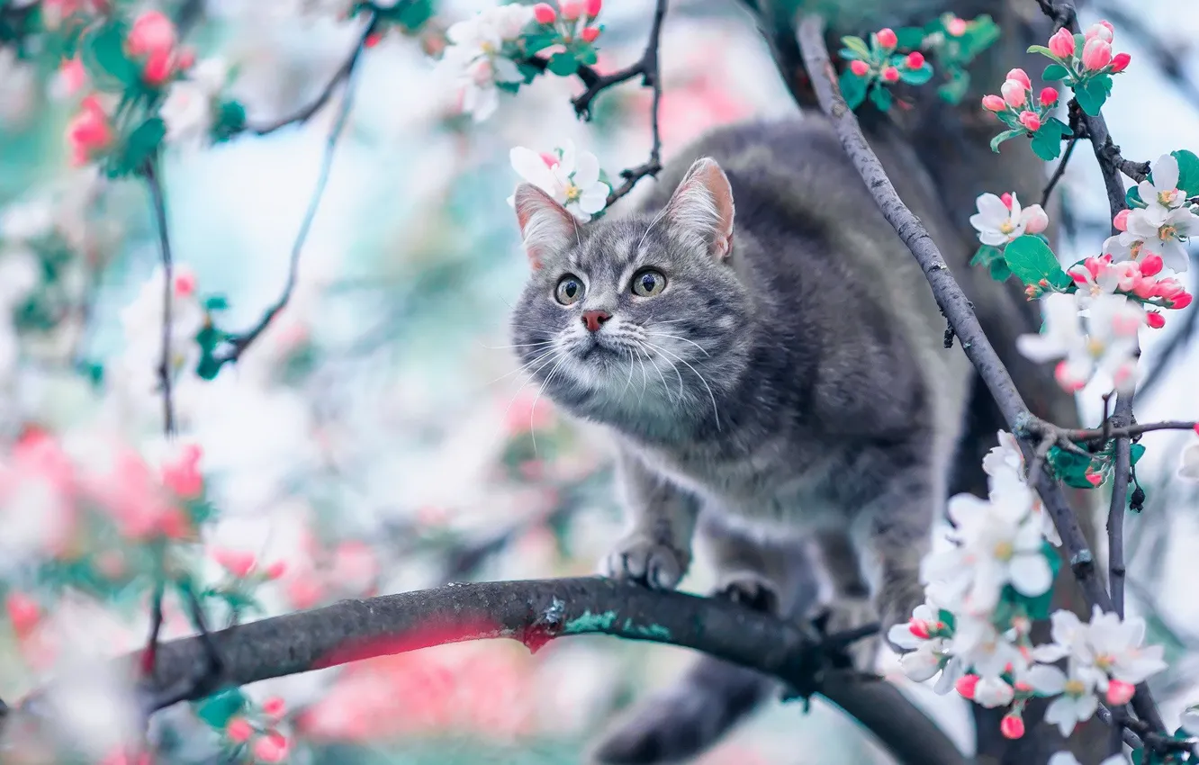 Фото обои кошка, кот, цветы, весна