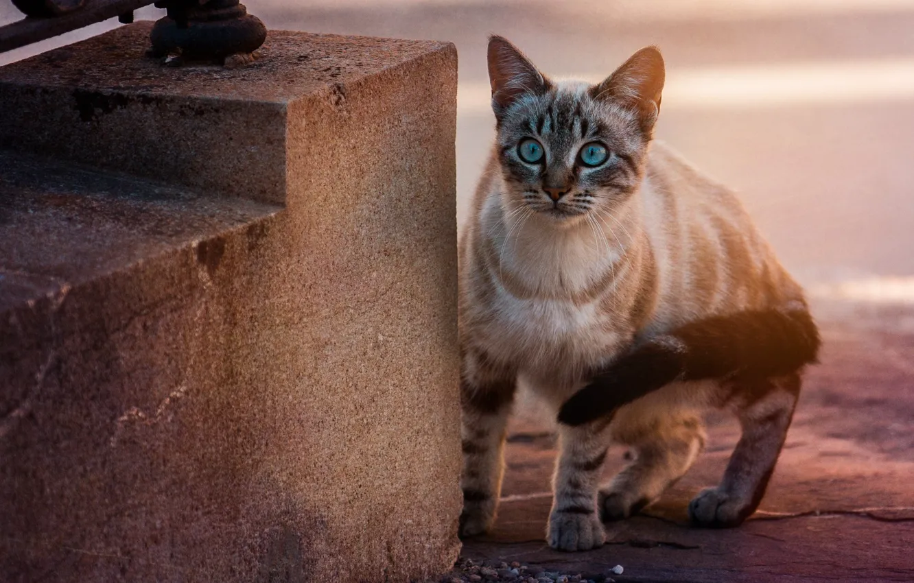 Фото обои кошка, взгляд, голубые глаза, котейка