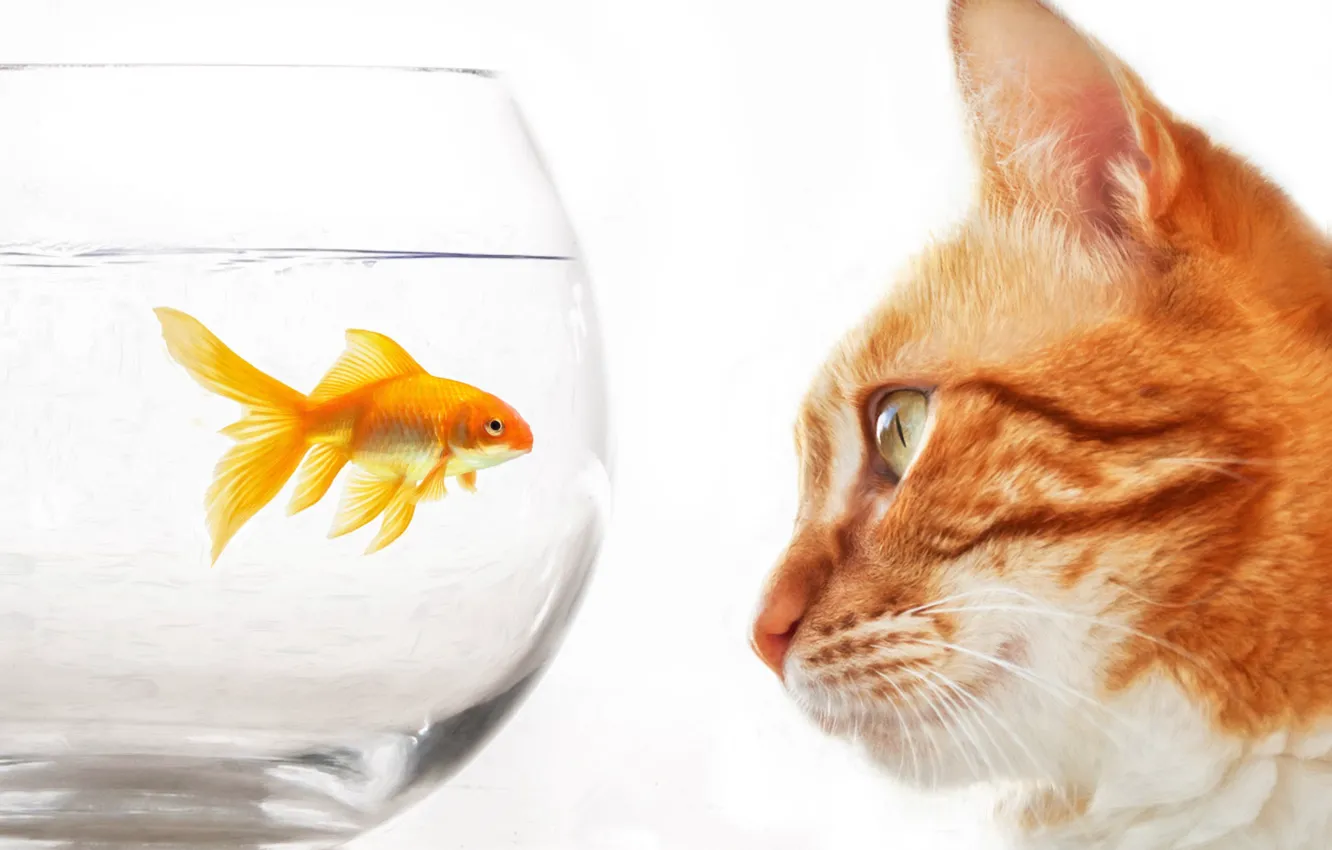 Фото обои кот, аквариум, рыбка