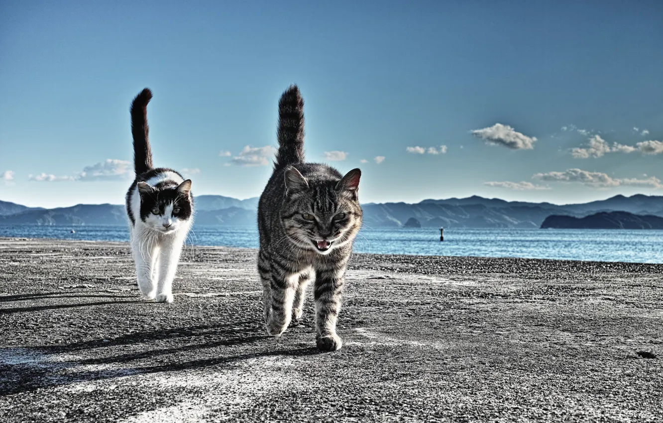 Фото обои кошаки, коты, пристань, идут, хвосты, берегитесь