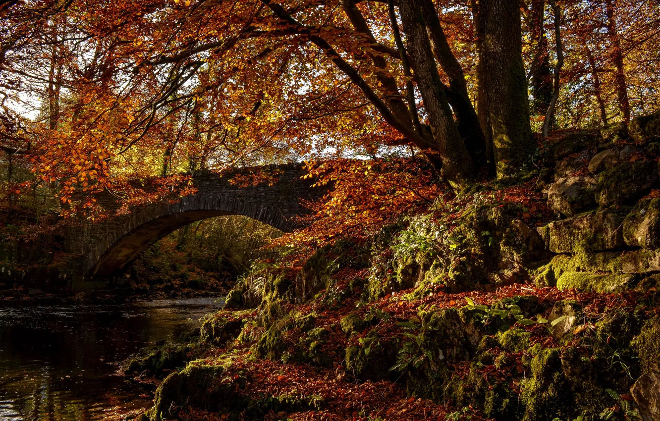 Фото обои осень, лес, деревья, мост, парк, река, арка