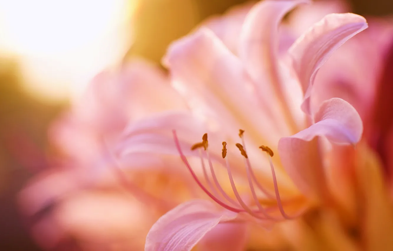 Фото обои розовая, лилия, лепестки, размытость, тычинки