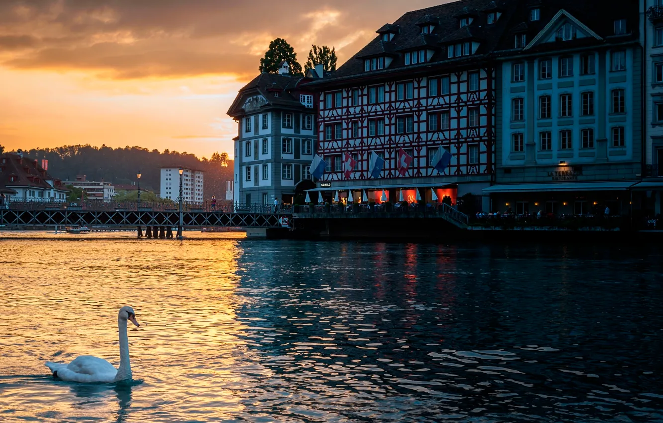 Фото обои Швейцария, лебедь, Lucerne
